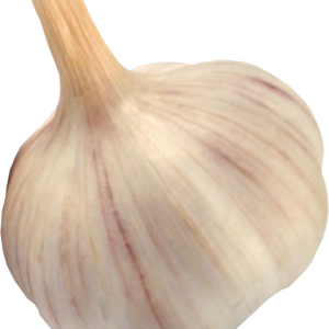 Garlic PNG