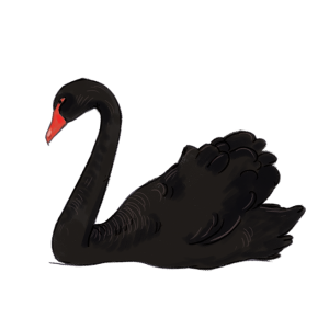 Black swan PNG