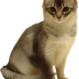 Cat PNG