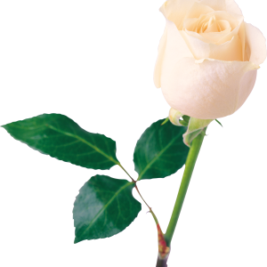 White rose PNG image, flower white rose PNG picture