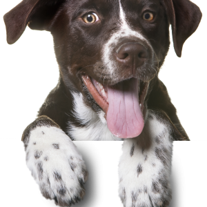 Dog PNG
