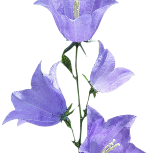 Bellflower PNG