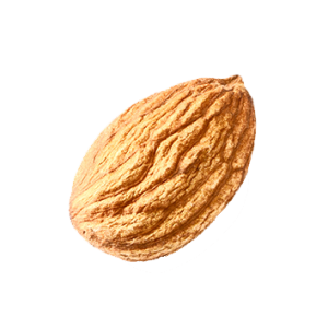 one almond PNG