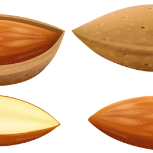 Almond PNG