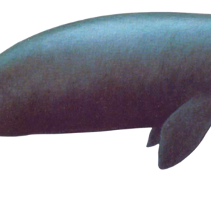 Whale PNG