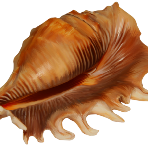 Conch PNG