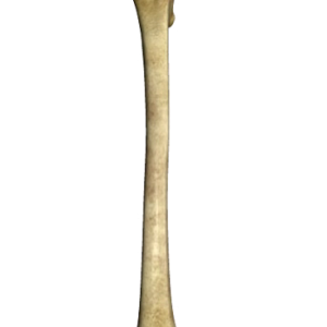 Bone PNG