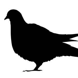 Pigeon PNG