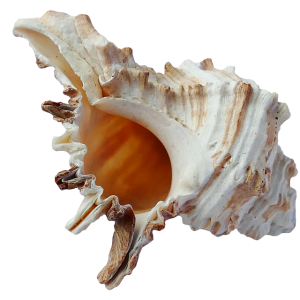 Seashell PNG