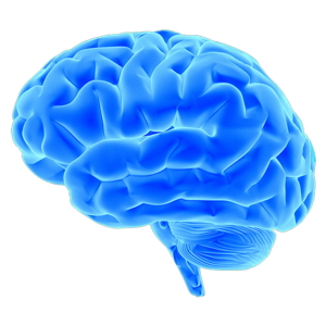 Brain PNG