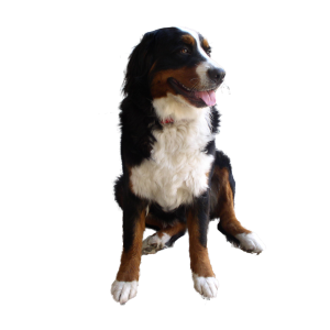 dog PNG image