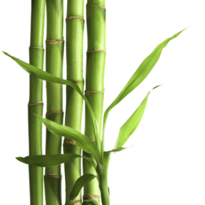 Bamboo PNG