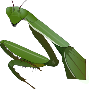Mantis PNG