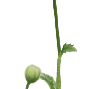 Poppy flower PNG