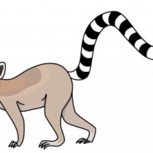 Lemur PNG
