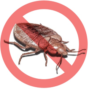 Bed bug PNG