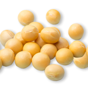 Soybean PNG