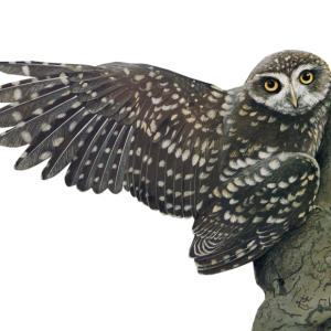 Owl PNG