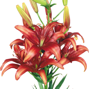 Lilium PNG