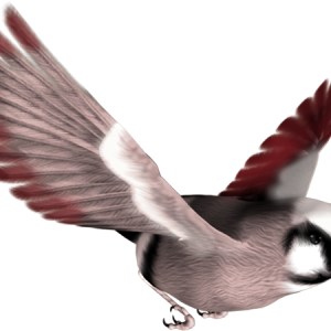 Bird PNG