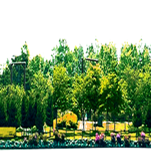 Forest PNG