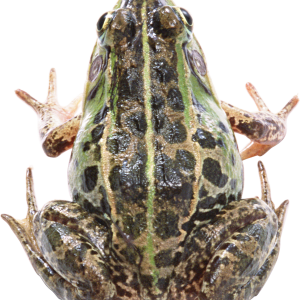 frog PNG image