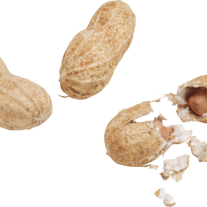 Peanut PNG