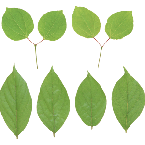 Green leaf PNG