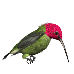 Hummingbird PNG