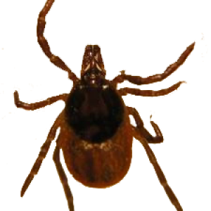 Tick insect PNG