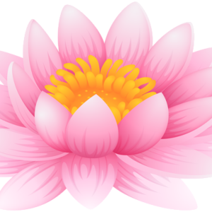 Lotus flower PNG