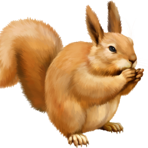 Squirrel PNG