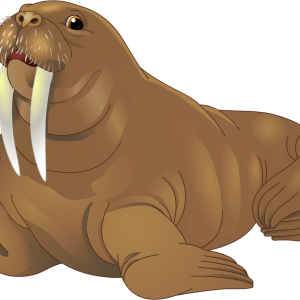 Walrus PNG