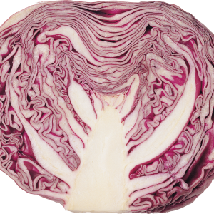 Cabbage PNG image