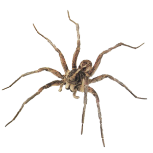 Spider PNG image