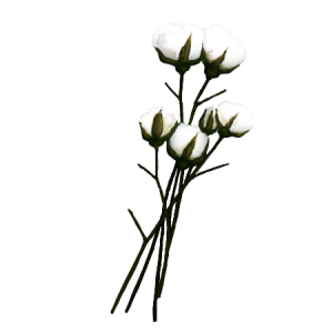 Cotton PNG