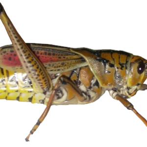 Grasshopper PNG