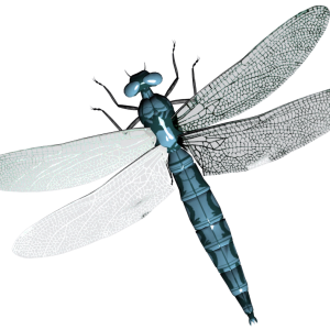 Dragonfly PNG