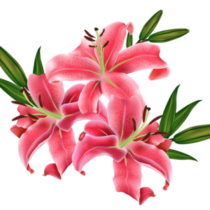 Lilium PNG
