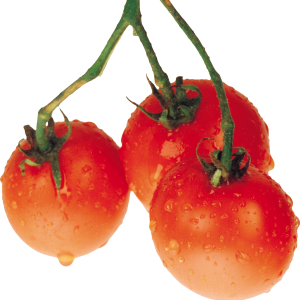 wet tomatoes PNG