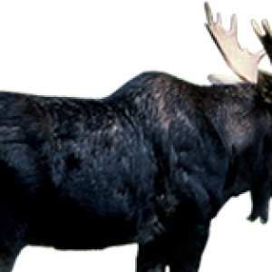 Moose, elk PNG