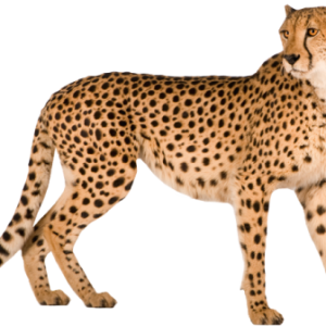 Cheetah PNG