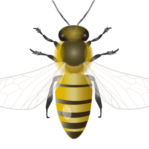 Bee PNG