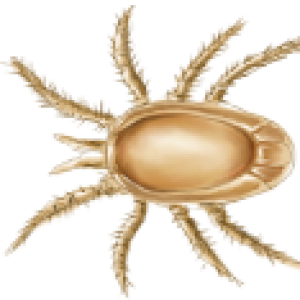 Tick insect PNG