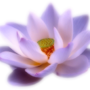 Lotus flower PNG