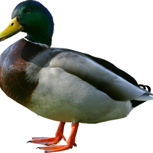 Duck PNG image