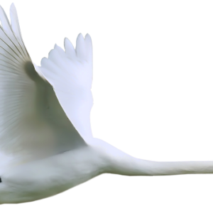 Swan PNG