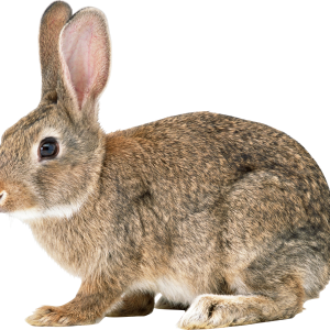 rabbit PNG