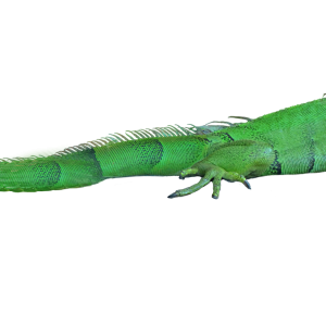 Lizard PNG