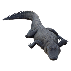 Crocodile PNG